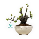 Pseudocydonia Chinensis - Cotogno - 24 cm