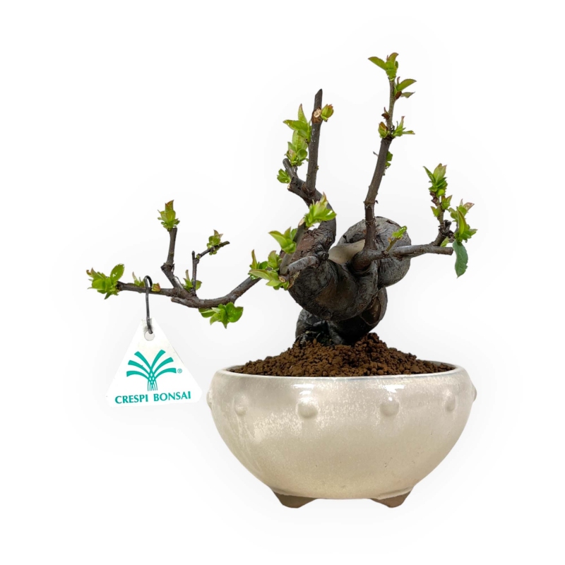 Pseudocydonia Chinensis - Cotogno - 24 cm