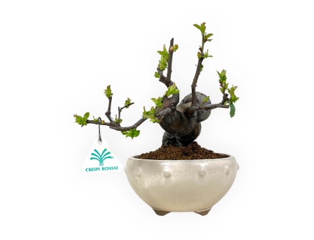 Pseudocydonia Chinensis - Apple Tree - 24 cm