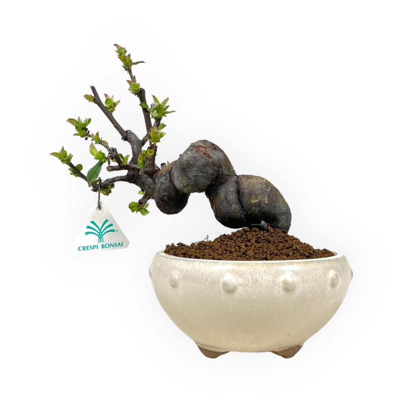 Pseudocydonia Chinensis - Cotogno - 24 cm