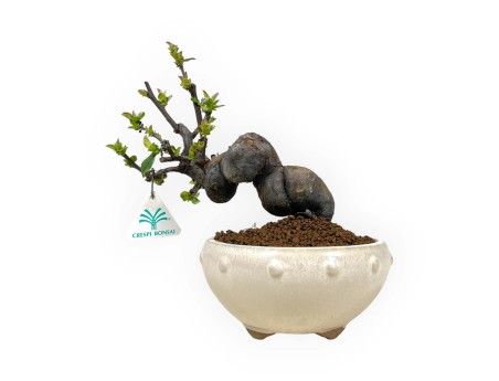 Pseudocydonia Chinensis - Cotogno - 24 cm