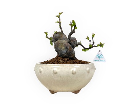 Pseudocydonia Chinensis - Apple Tree - 24 cm