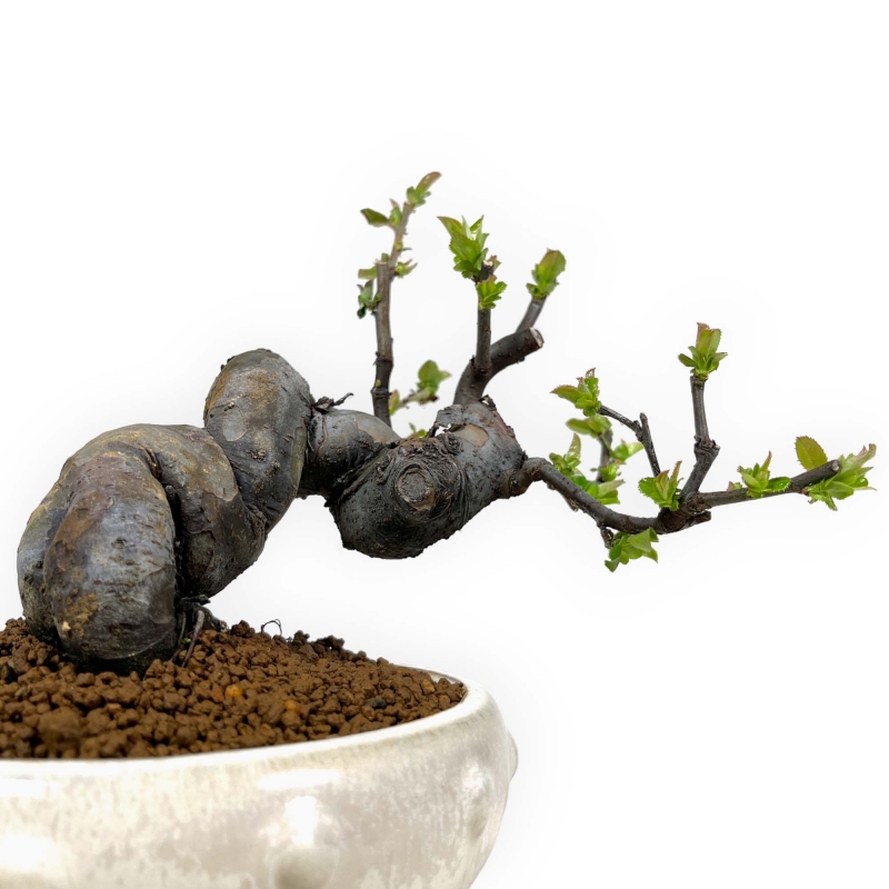 Pseudocydonia Chinensis - Apple Tree - 24 cm