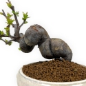 Pseudocydonia Chinensis - Cotogno - 24 cm