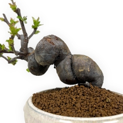 Pseudocydonia Chinensis - Apple Tree - 24 cm