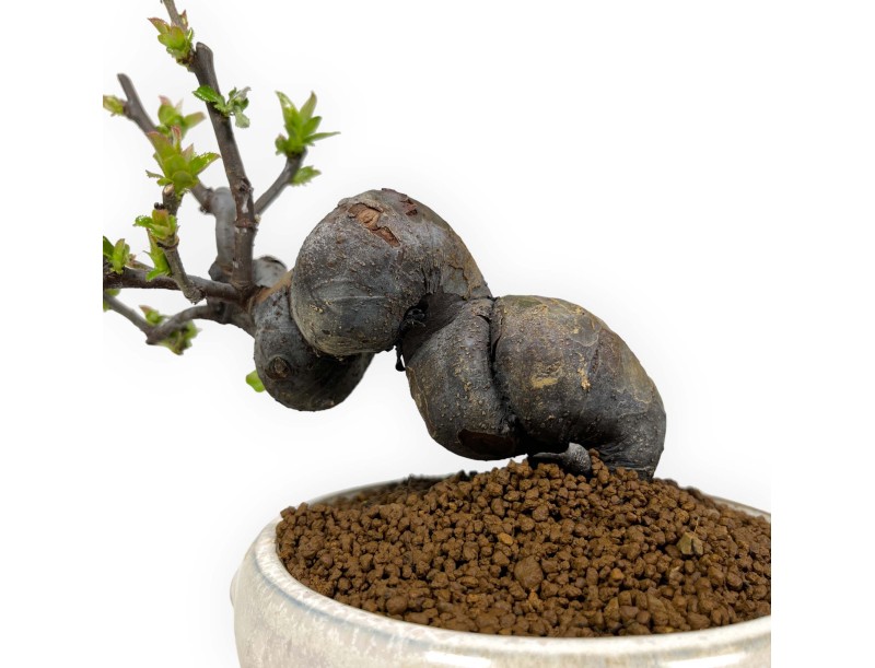 Pseudocydonia Chinensis - Cognassier - 24 cm