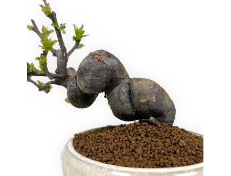 Pseudocydonia Chinensis - Cotogno - 24 cm