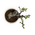 Pseudocydonia Chinensis - Cotogno - 24 cm