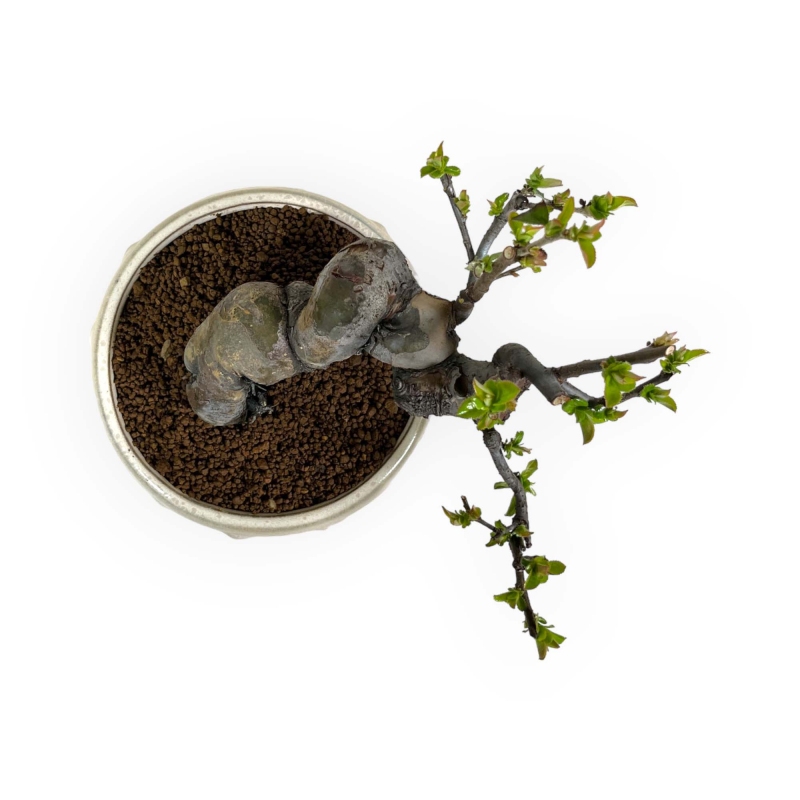 Pseudocydonia Chinensis - Cognassier - 24 cm