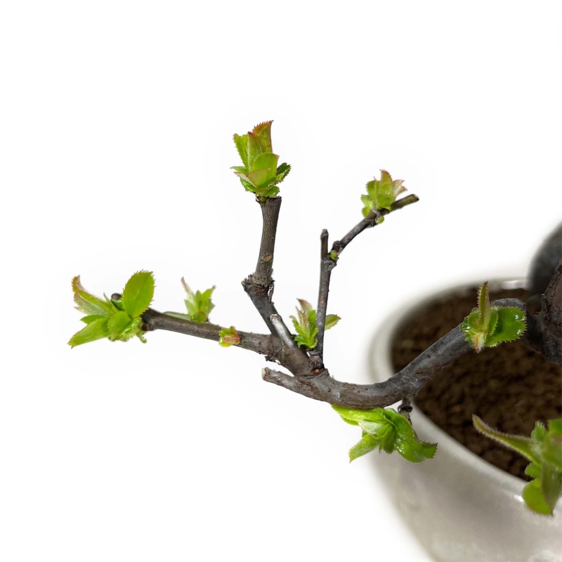 Pseudocydonia Chinensis - Apple Tree - 24 cm