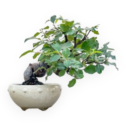 Pseudocydonia Chinensis - Apple Tree - 24 cm