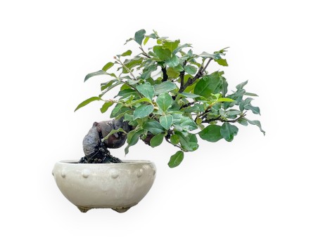 Pseudocydonia Chinensis - Apple Tree - 24 cm