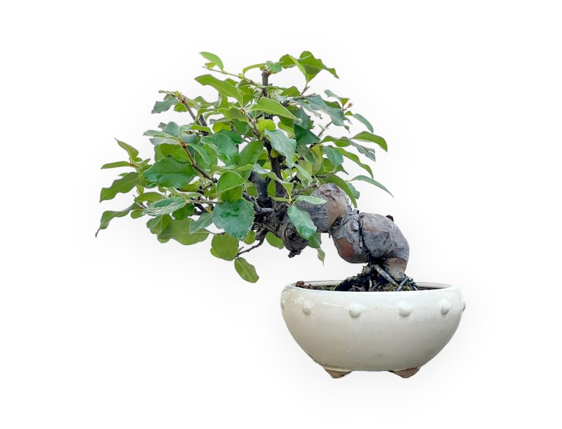 Pseudocydonia Chinensis - Apple Tree - 24 cm