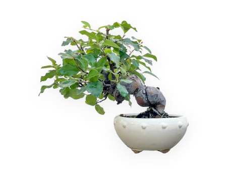 Pseudocydonia Chinensis - Apple Tree - 24 cm