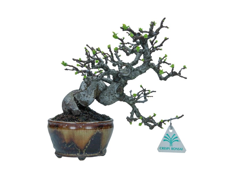 Pseudocydonia chinensis karin - Cognassier - 22 cm