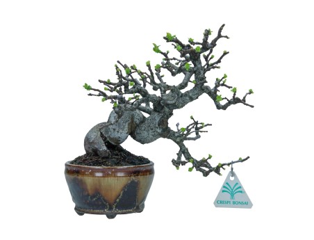 Pseudocydonia chinensis karin - Cognassier - 22 cm