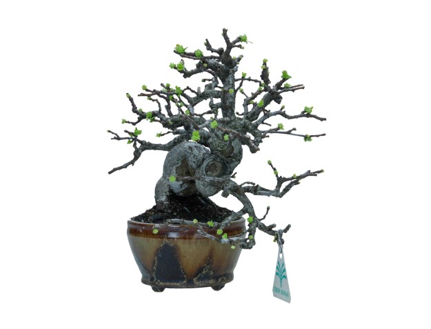 Pseudocydonia chinensis karin - Cognassier - 22 cm 2