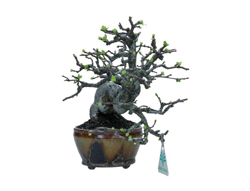 Pseudocydonia chinensis karin - Quince - 48 cm