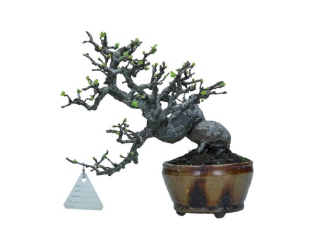 Pseudocydonia chinensis karin - Cotogno - 22 cm