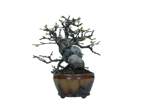 Pseudocydonia chinensis karin - Cotogno - 22 cm