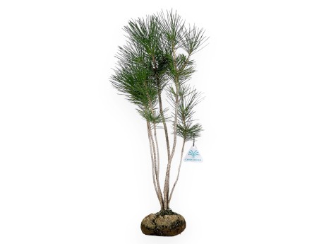Pinus thunbergii - Pino negro - 45 cm