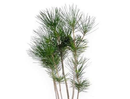 Pinus thunbergii - Pino negro - 45 cm