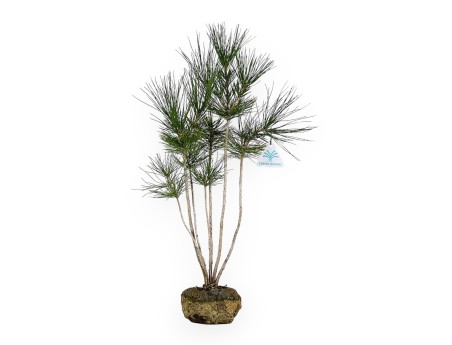 Pinus thunbergii - Pino negro - 45 cm