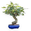 Ficus Carica - Fig - 70 cm