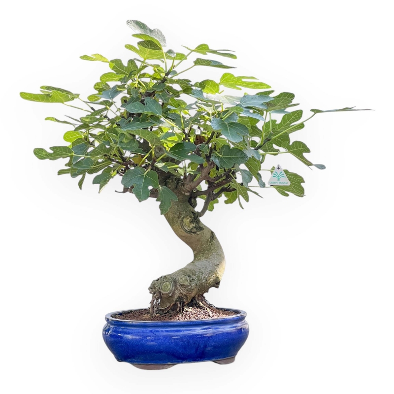 Ficus Carica - Fig - 70 cm