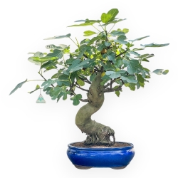 Ficus Carica - Fico - 70 cm
