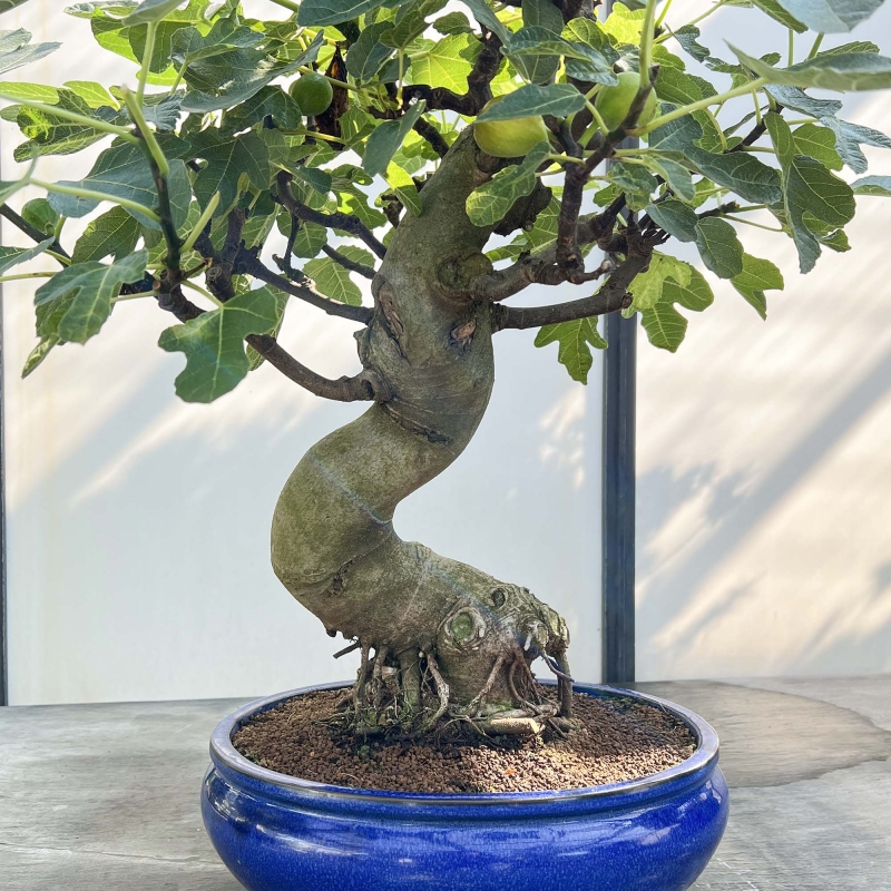 Ficus Carica - Fig - 70 cm