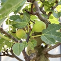 Ficus Carica - Fig - 70 cm