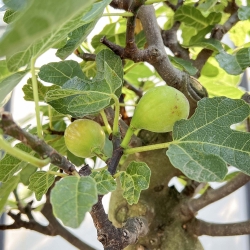 Ficus Carica - Figuier - 70 cm