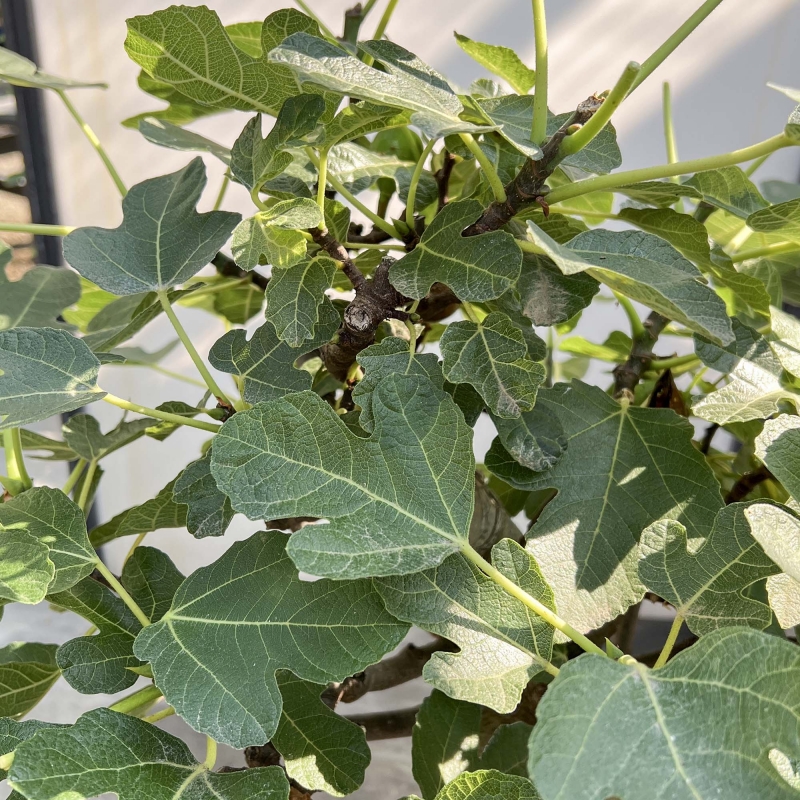 Ficus Carica - Fig - 70 cm