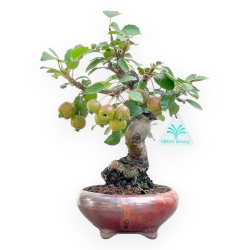 Malus Evereste - Apple Tree - 29 cm