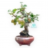 Malus Evereste - Apple Tree - 29 cm