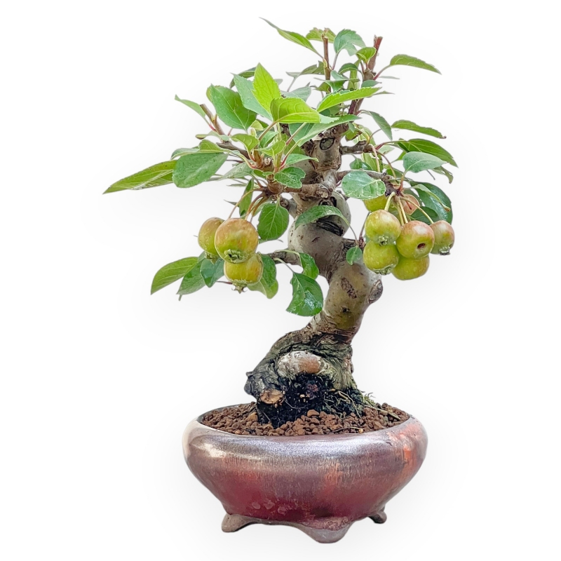 Malus Evereste - Apple Tree - 29 cm