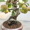 Malus Evereste - Apple Tree - 29 cm