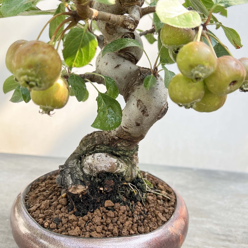 Malus Evereste - Apple Tree - 29 cm