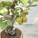 Malus Evereste - Apple Tree - 29 cm