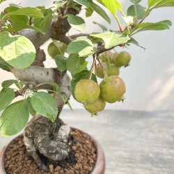 Malus Evereste - Apple Tree - 29 cm