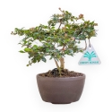 Lagerstroemia Indica - Crape Myrtle - 18 cm