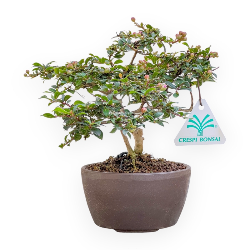 Lagerstroemia Indica - Crape Myrtle - 18 cm