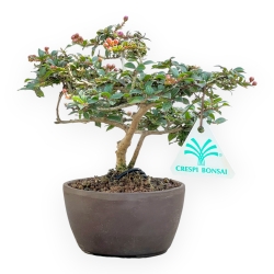 Lagerstroemia Indica - Crespón de mirto - 18 cm