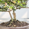 Lagerstroemia Indica - Crape Myrtle - 18 cm