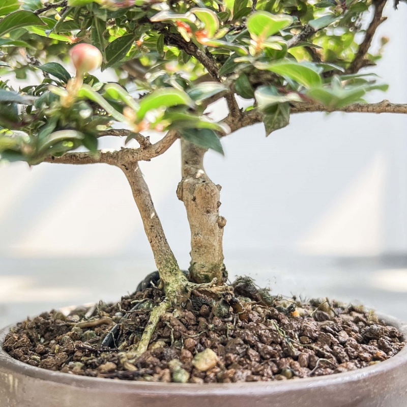 Lagerstroemia Indica - Crape Myrtle - 18 cm