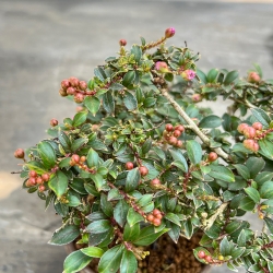 Lagerstroemia Indica - Crape Myrtle - 18 cm
