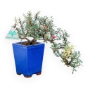 Cotoneaster Horizontalis - 21 cm