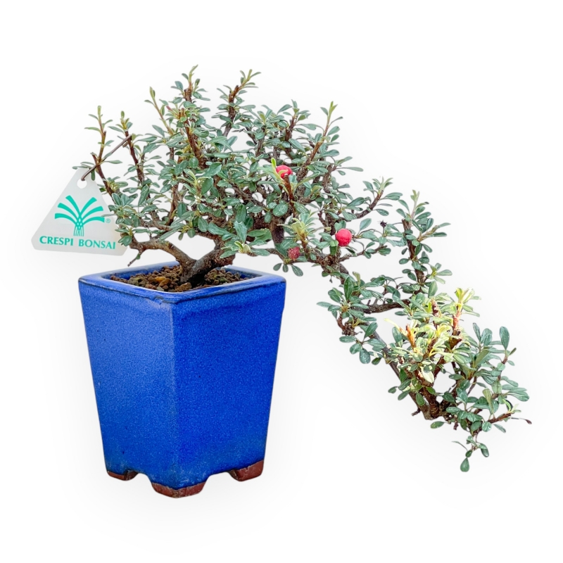 Cotoneaster Horizontalis - 21 cm
