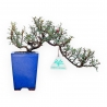 Cotoneaster Horizontalis - 21 cm